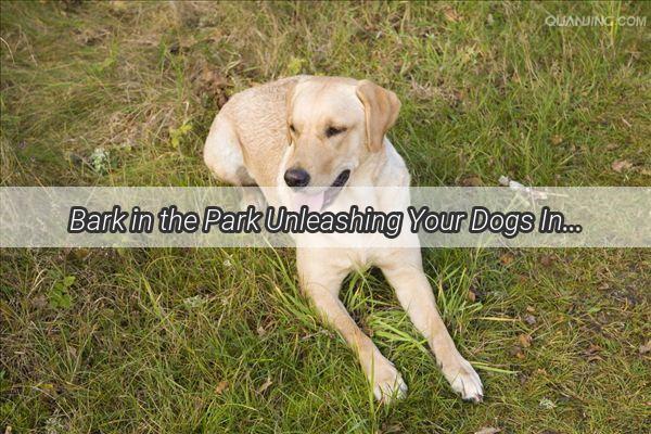 Bark in the Park Unleashing Your Dogs Inner Pumpkin Lover